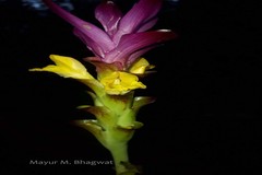 Curcuma aromatica